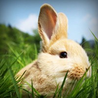 /album/lauragersubt/photolia-a03-jpg/